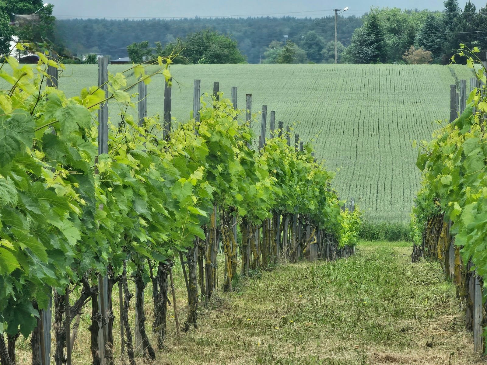 Winnica Bież Zdrowo — galeria, zdjęcie 3